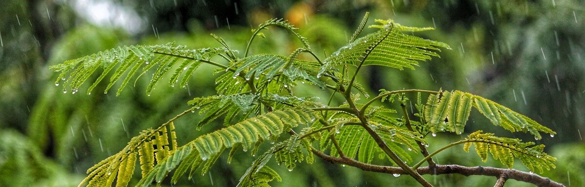 雨水树