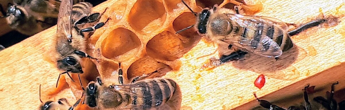 蜜蜂嗡嗡叫
