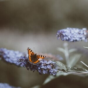 butterfly in rain garden