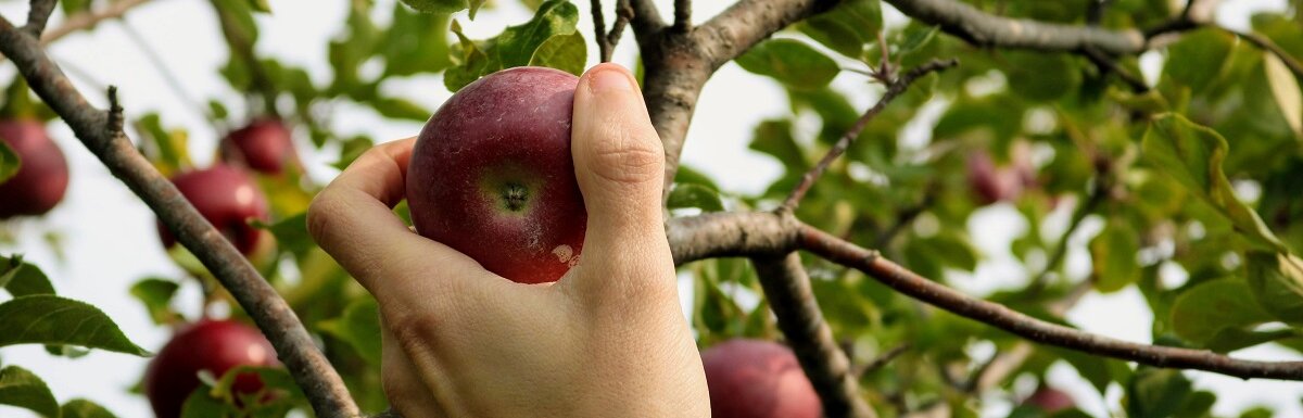 person grabbing from apple tree