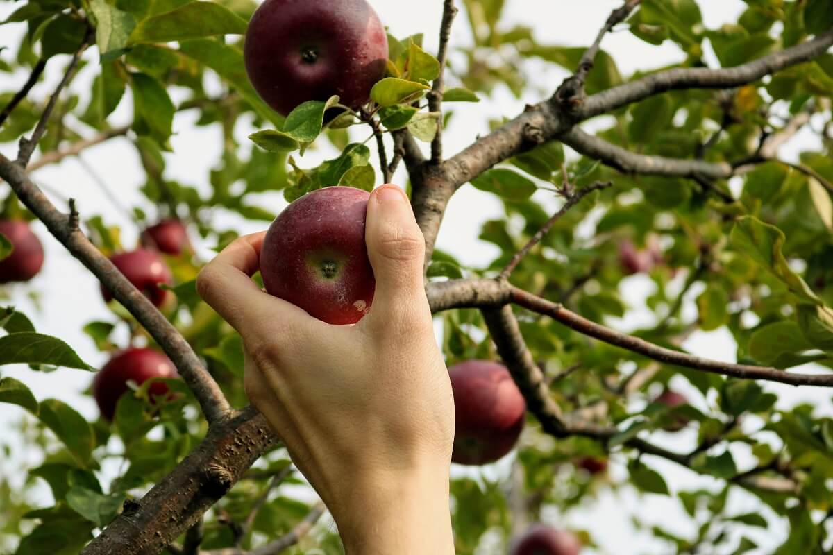 person grabbing from apple tree
