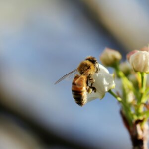 蜜蜂在花朵