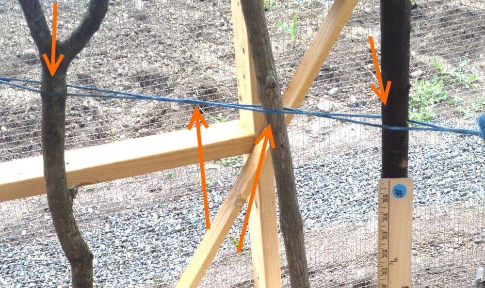The string should be wrapped tightly between two points and twisted, so the branches can be held vertically in place while the concrete dries.