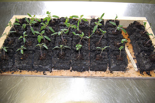 soil block starting seeds