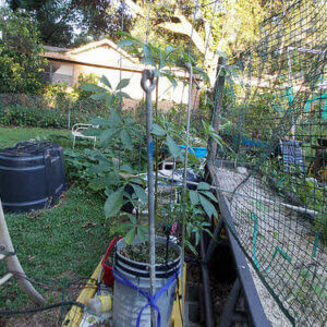 5加仑水桶花园