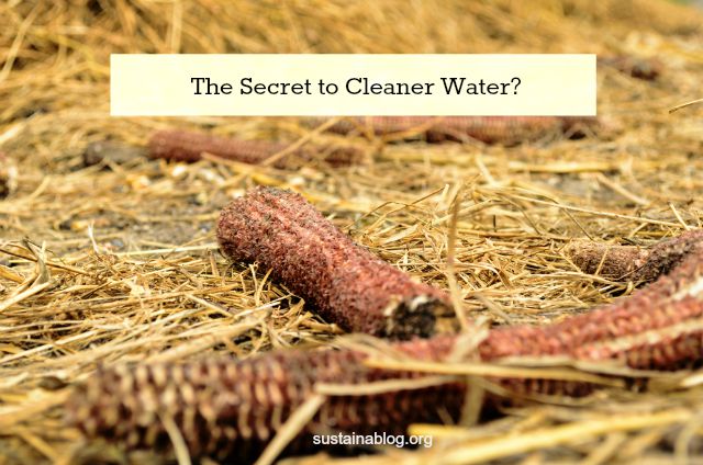 浪费玉米穗轴:清洁水的秘密?