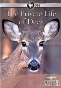 the-private-life-of-deer——纪录片