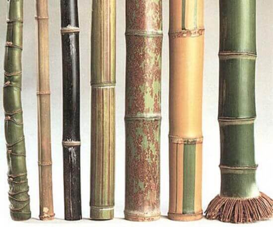 不同种类的竹子