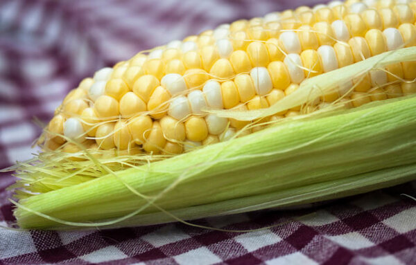 GMO-seeds-corn