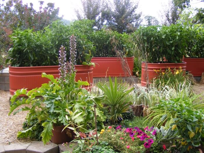 Painted Galvanized Water Troughs As Garden Beds