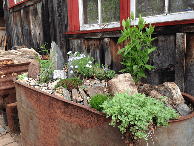 a galvanized water trough with alpine plants
