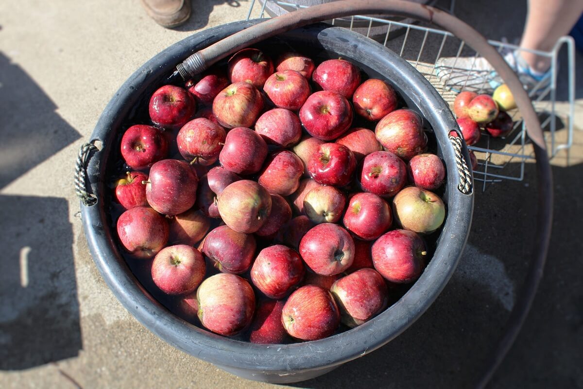 apples in bucket