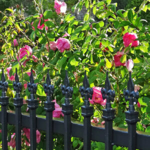 铁栅栏和鲜花