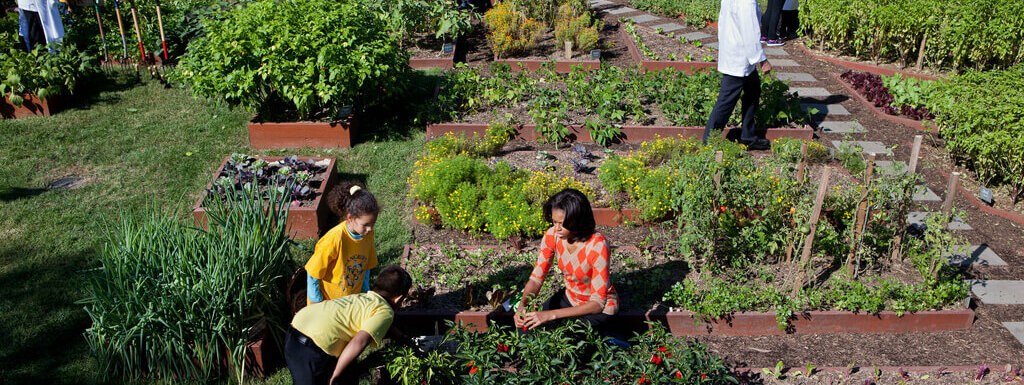 米歇尔·奥巴马在白宫花园收割蔬菜