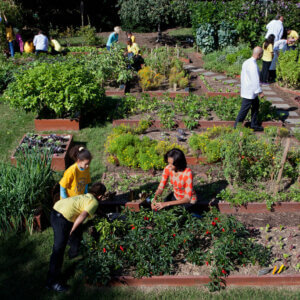 米歇尔·奥巴马丰收蔬菜在白宫的花园