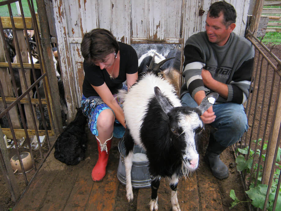a couple milking a goat