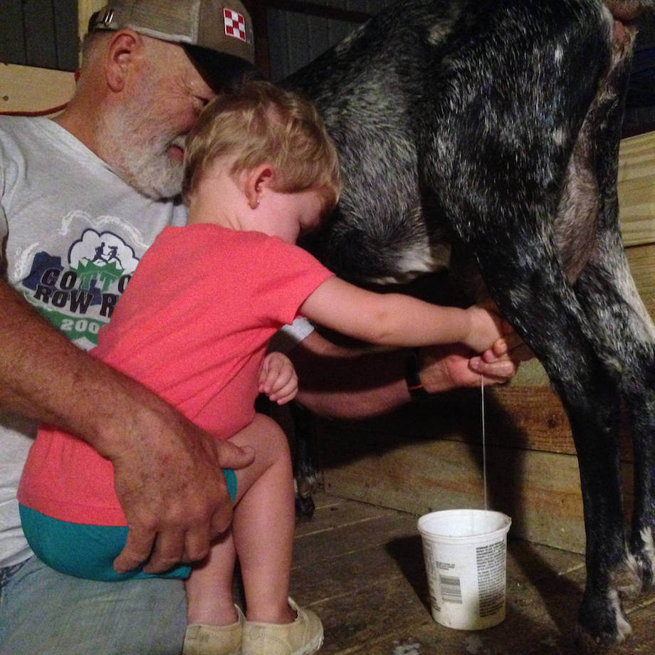 a little kid milking a goat with help from (maybe) Grandpa
