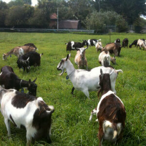 goats in a pasture