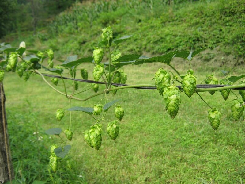growing hops in north carolina - on the vine