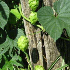 growing hops in north carolina - winding up a trellis