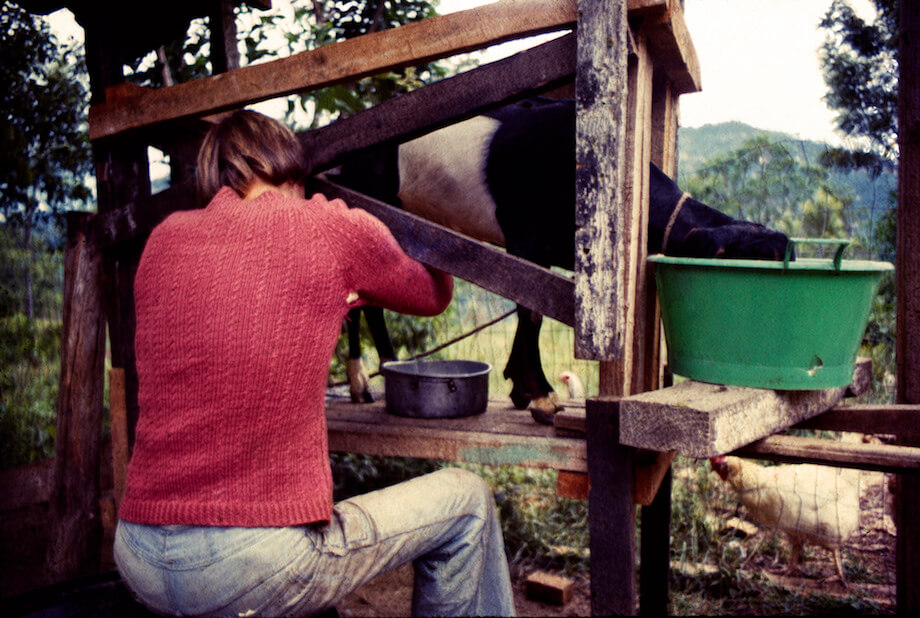 a woman milking a goat, which is on a goat stanchion