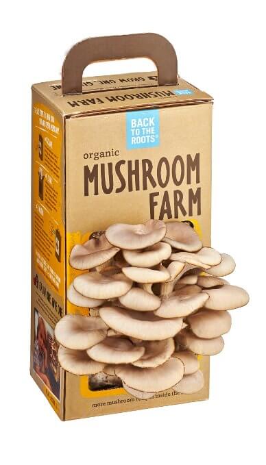 有机蘑菇农场