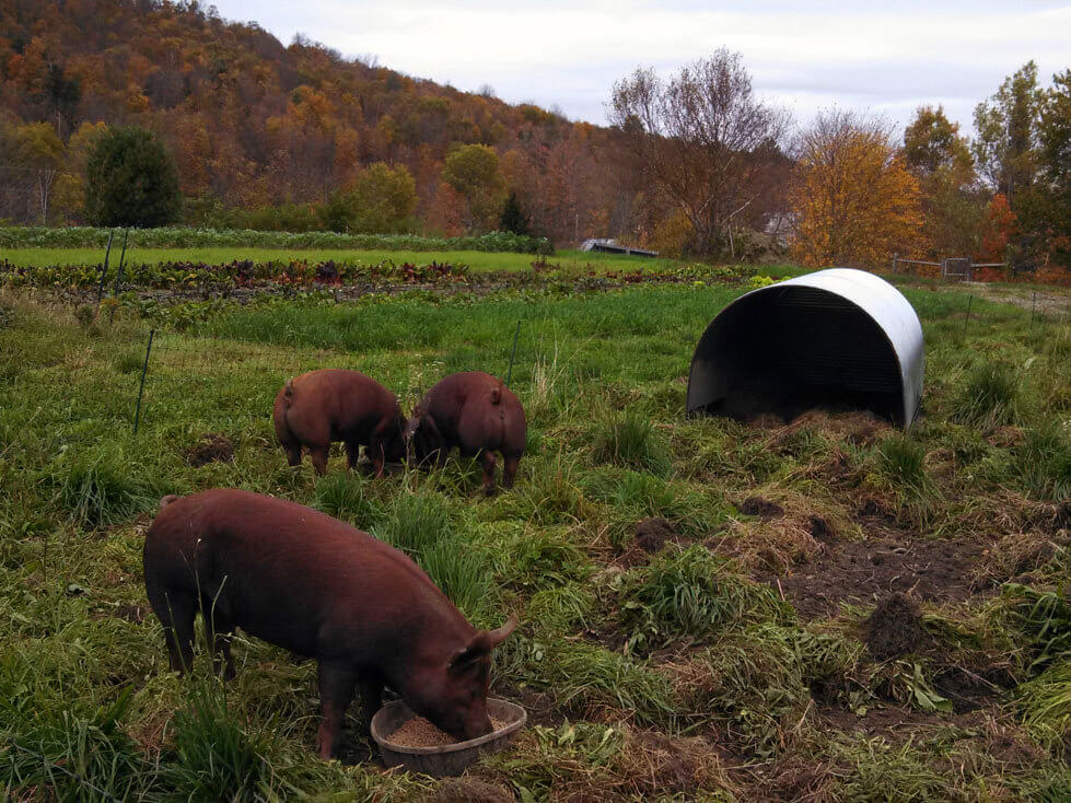 pigs eating and free ranging
