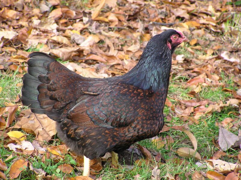 cornish chicken hen