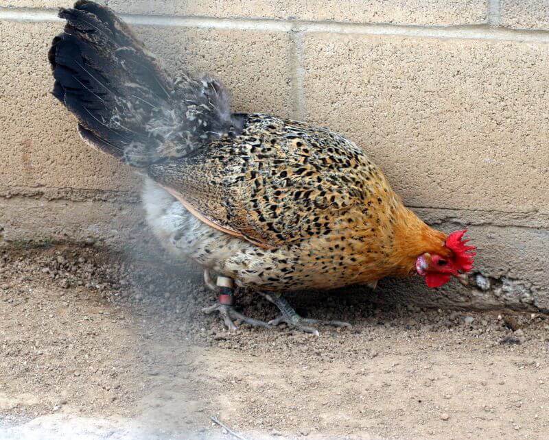sicilian buttercup hen