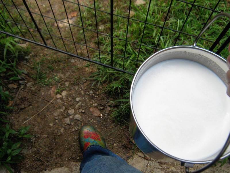 a pail of goal milk after milking