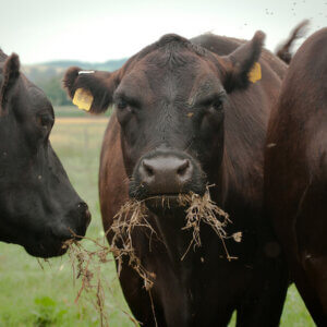 有机农场的牛在吃东西