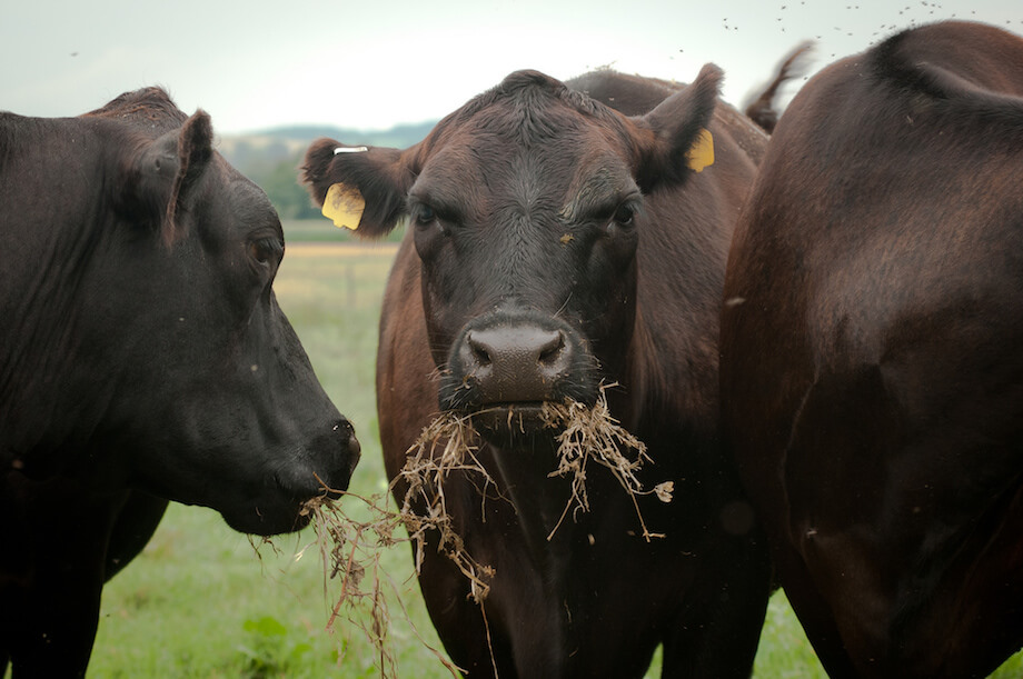 有机农场的牛在吃东西