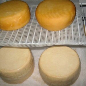 山羊奶酪没有凝乳酵素