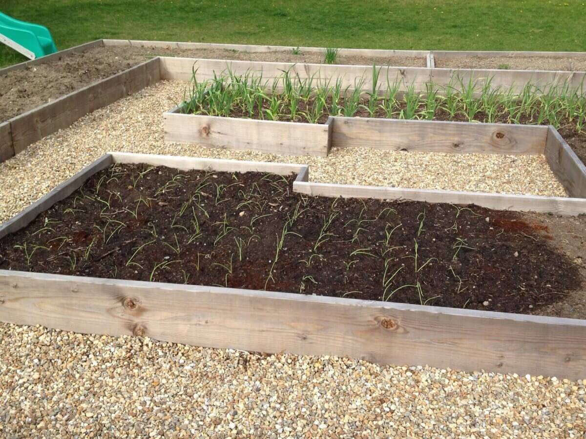 growing leeks in a raised garden bed after being transported from starts