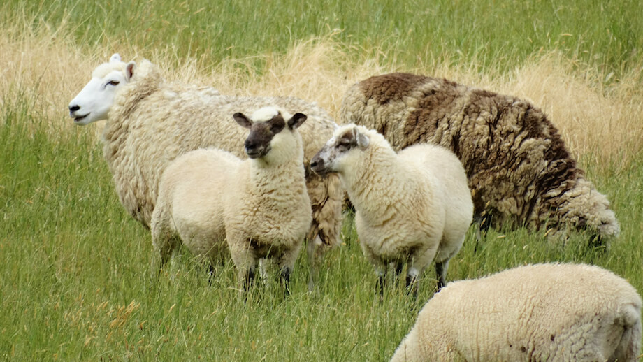 在新西兰绵羊放牧