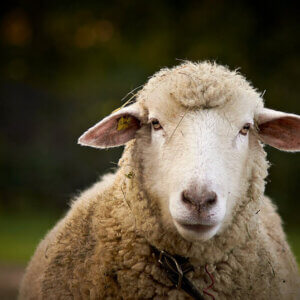 a sheep peers into your soul