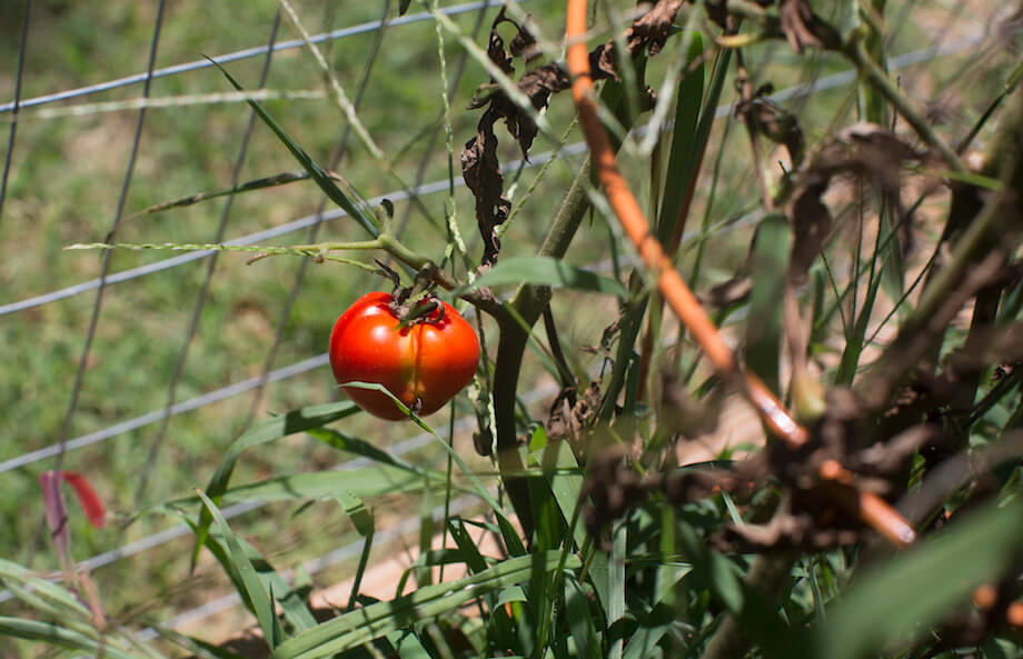 a ripe tomato ready for harvest in Meadowood’s Edible Learning Garden.