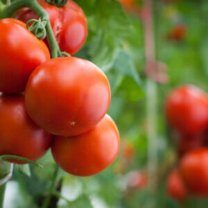 西红柿在葡萄树生长