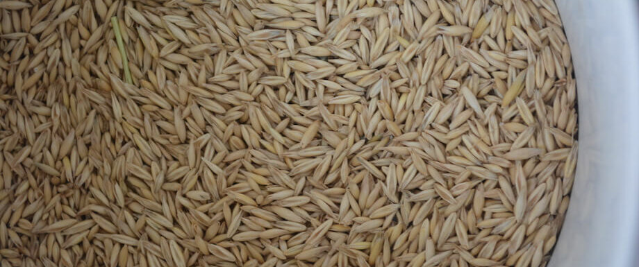 燕麦生产饲料
