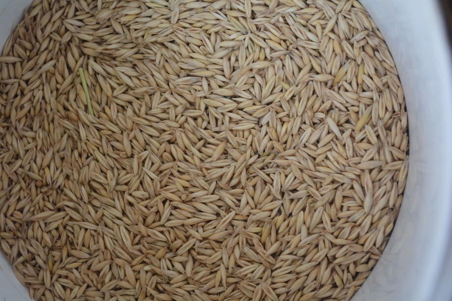 燕麦生产饲料