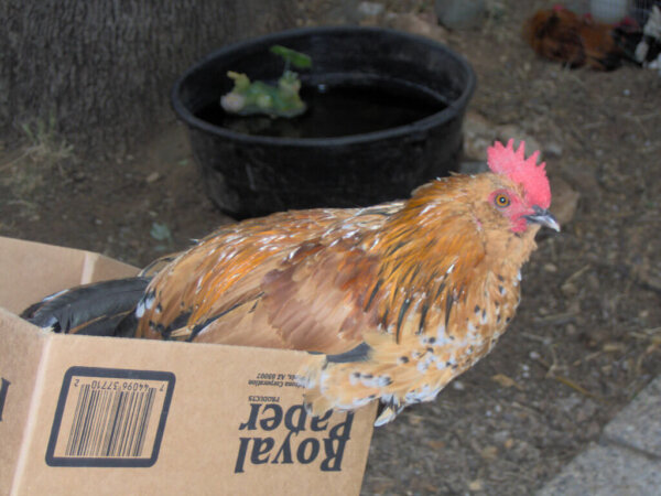 barbu d'uccle chicken breed