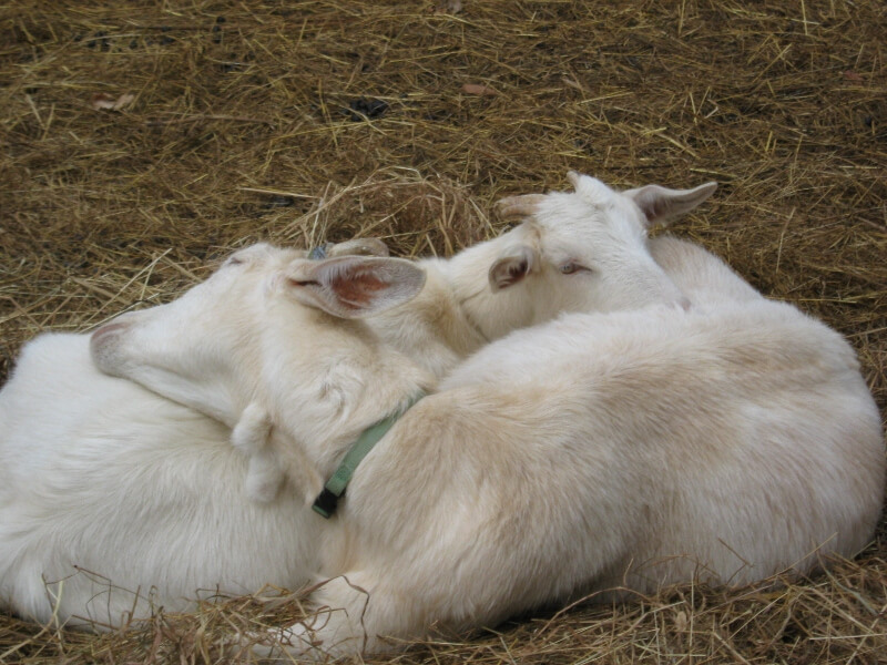 goats lying down at yancey fox farms