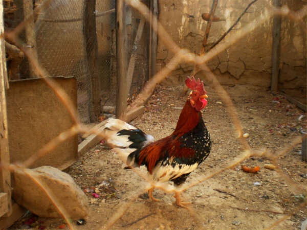 american game fowl chicken breed