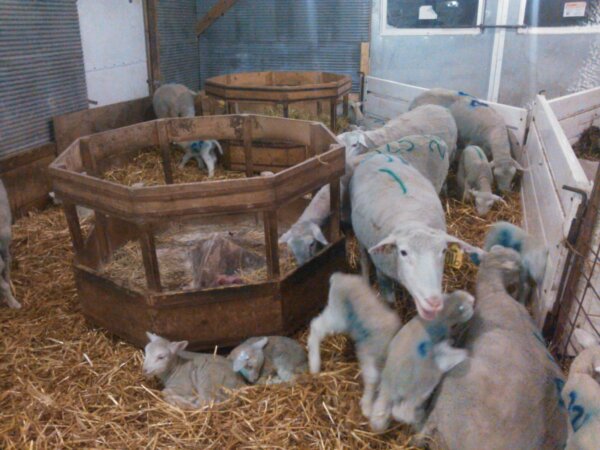 lambs in shed