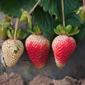 strawberries nearly ripe