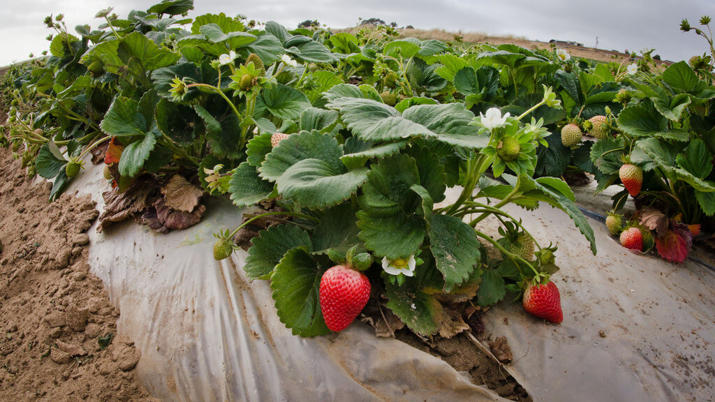 ripening strawberries in rows