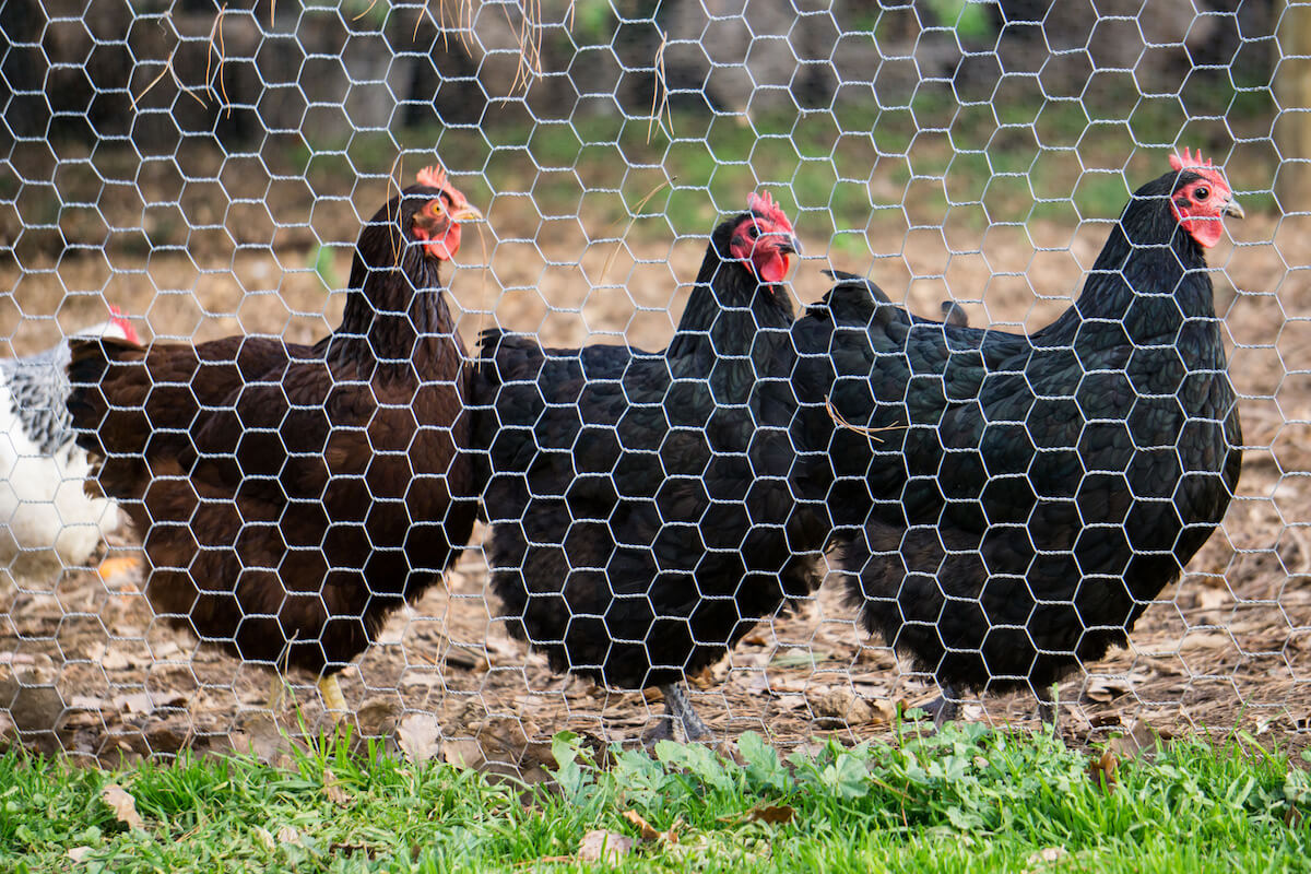 chickens behind a fence