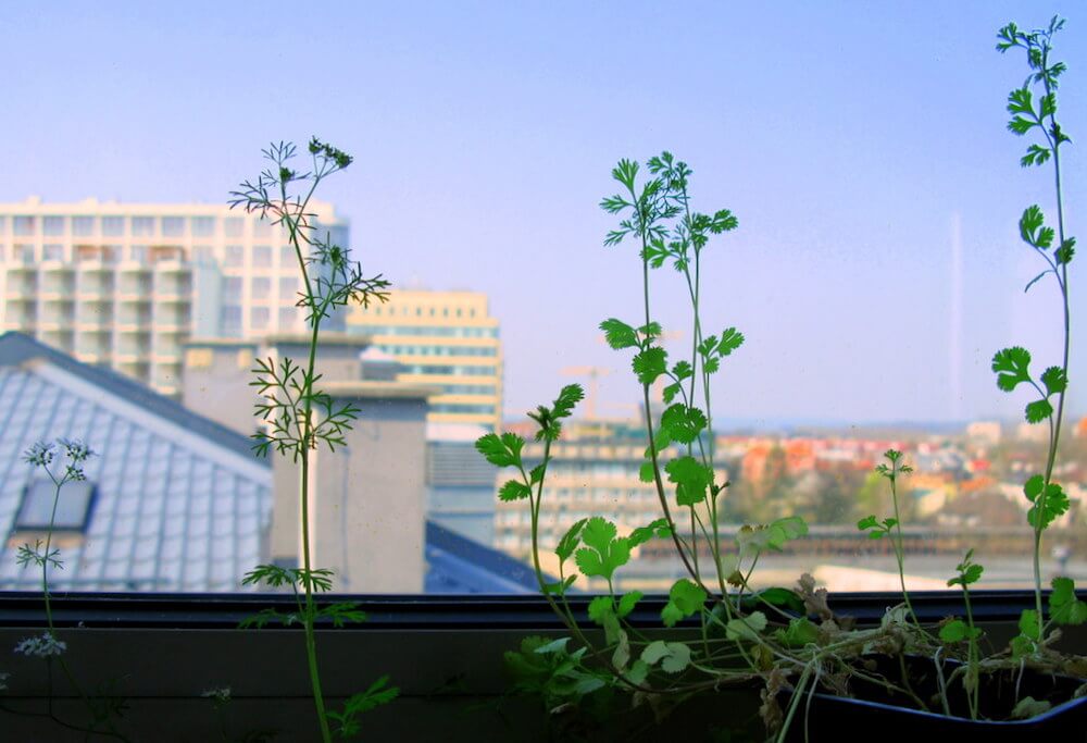 cilantro growing indoors