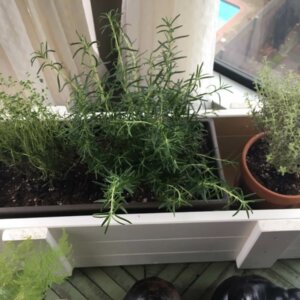 thyme rosemary indoor herb garden
