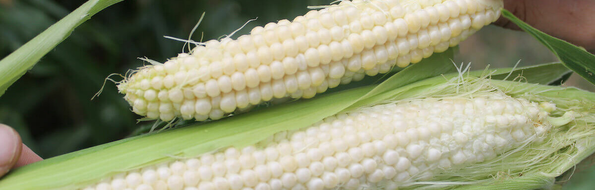 玉米收获